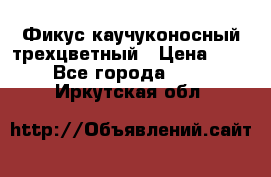 Фикус каучуконосный трехцветный › Цена ­ 500 - Все города  »    . Иркутская обл.